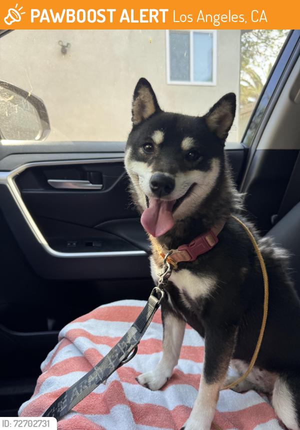 Found/Stray Female Dog last seen silver lake blvd & Armstrong, Los Angeles, CA 90039