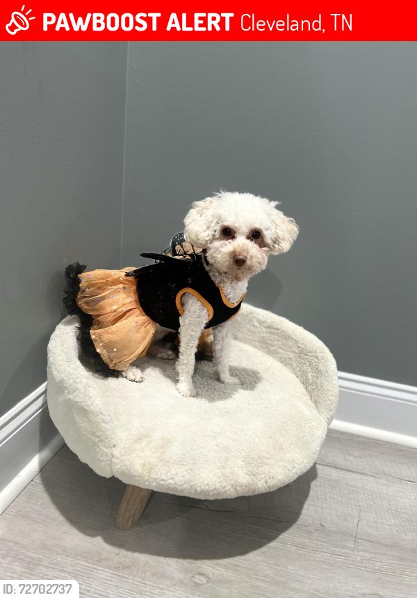 Lost Female Dog last seen Arbor hill’s Cleveland tn, Cleveland, TN 37323