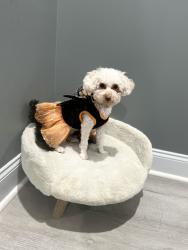 Lost Female Dog last seen Arbor hill’s Cleveland tn, Cleveland, TN 37323