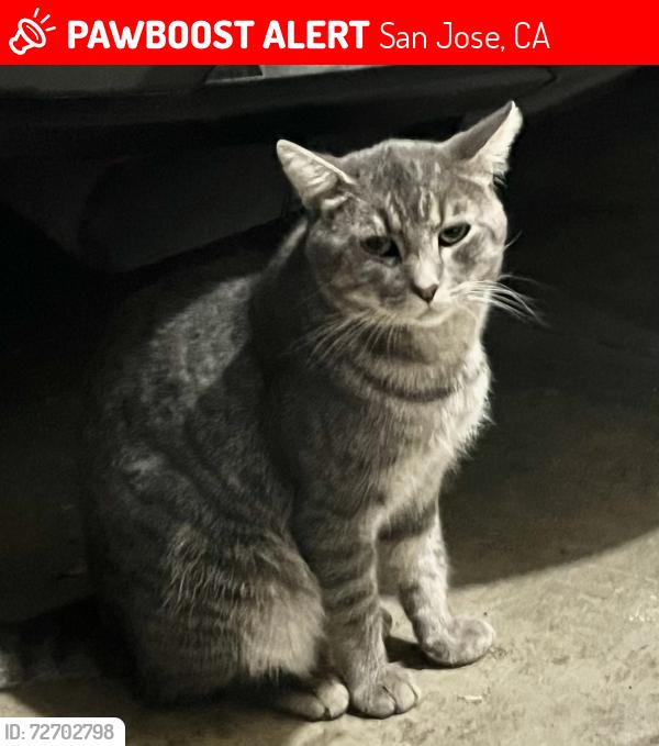 Lost Male Cat last seen Dunn Avenue , San Jose, CA 95123