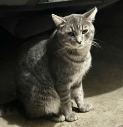 Lost Male Cat last seen Dunn Avenue , San Jose, CA 95123