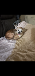 Lost Female Dog last seen Esteem Dr & Monument, Sacramento, CA 95842