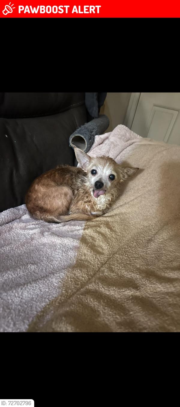 Lost Female Dog last seen Esteem Dr & Monument, Sacramento, CA 95842