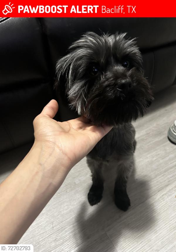 Lost Male Dog last seen 10th st bacliff Tx , Bacliff, TX 77518