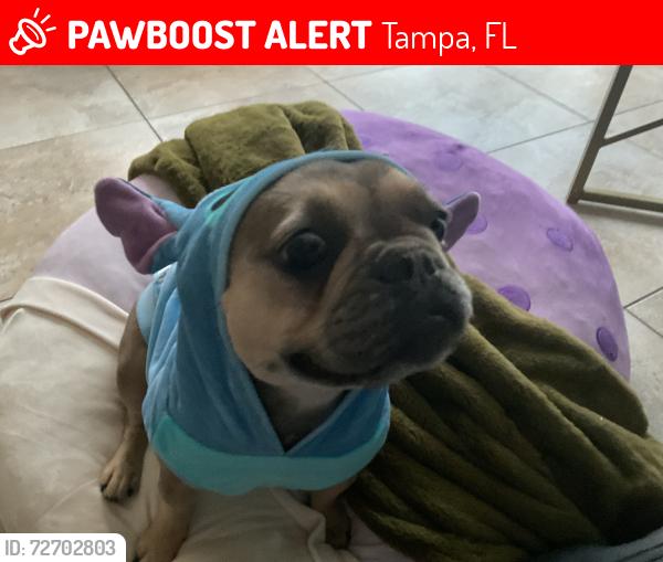 Lost Female Dog last seen Cypress trace dr Carrollwood , Tampa, FL 33624