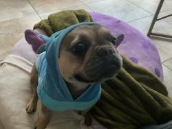 Lost Female Dog last seen Cypress trace dr Carrollwood , Tampa, FL 33624
