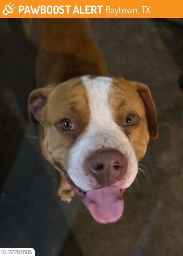 Found/Stray Unknown Dog last seen Memorial Drive Baytown, Baytown, TX 77520