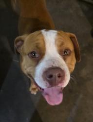 Found/Stray Unknown Dog last seen Memorial Drive Baytown, Baytown, TX 77520