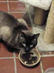 Found/Stray Male Cat last seen Hughes School on Prospect St., South Utica , Utica, NY 13501