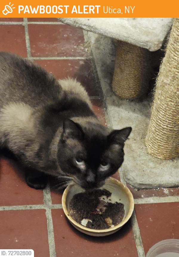 Found/Stray Male Cat last seen Hughes School on Prospect St., South Utica , Utica, NY 13501