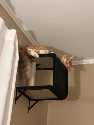 Lost Male Cat last seen Fuquay library , Fuquay-Varina, NC 27526