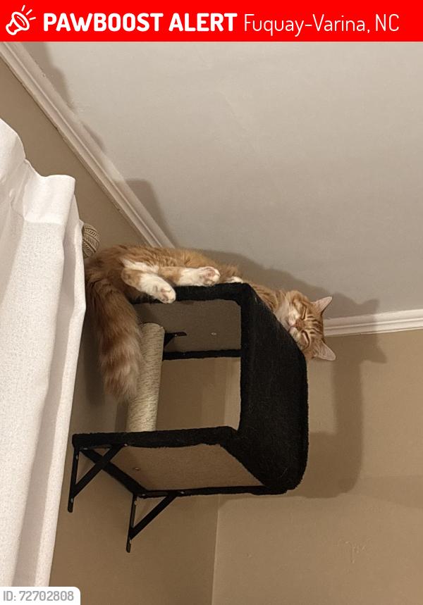 Lost Male Cat last seen Fuquay library , Fuquay-Varina, NC 27526