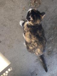 Found/Stray Unknown Cat last seen Seven Oaks Park, Visalia, CA 93292
