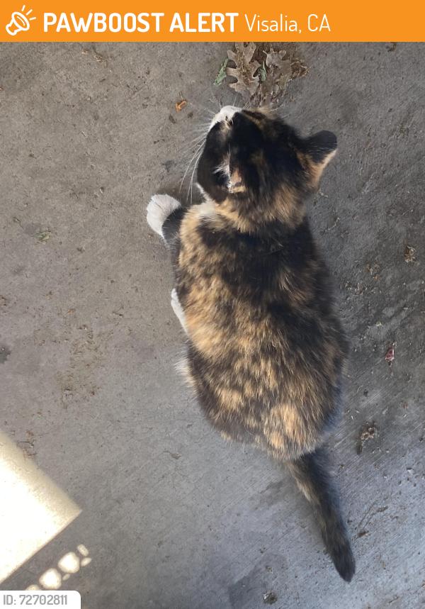 Found/Stray Unknown Cat last seen Seven Oaks Park, Visalia, CA 93292