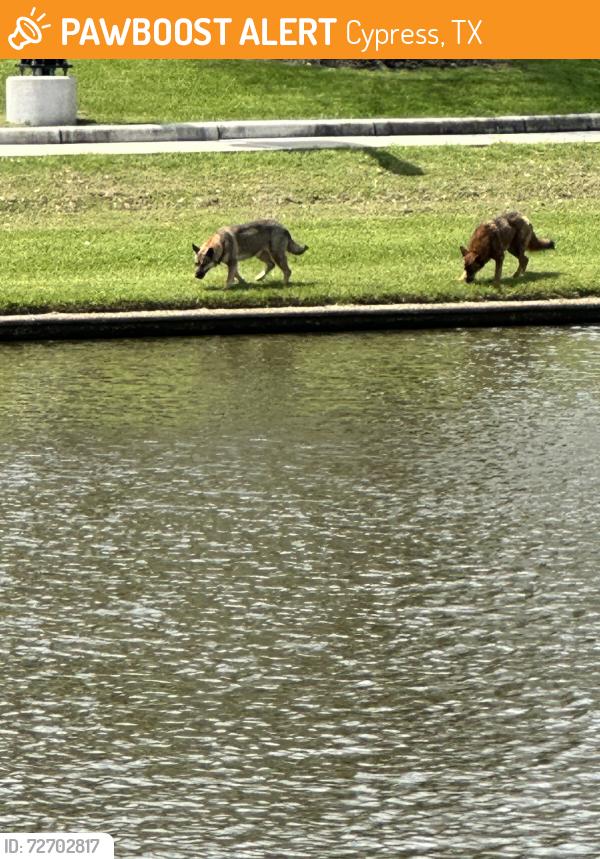 Found/Stray Unknown Dog last seen Villages of Cypress Lakes, Cypress, TX 77429