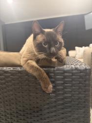 Found/Stray Male Cat last seen Roscoe/Woodman, Los Angeles, CA 91402