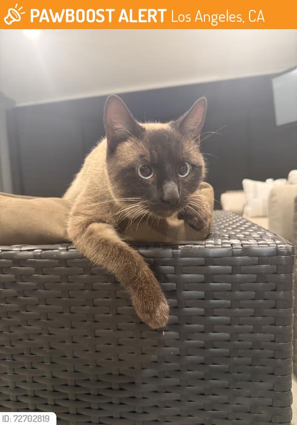 Found/Stray Male Cat last seen Roscoe/Woodman, Los Angeles, CA 91402