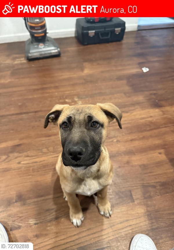 Lost Male Dog last seen Scranton , Aurora, CO 80011
