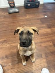 Lost Male Dog last seen Scranton , Aurora, CO 80011