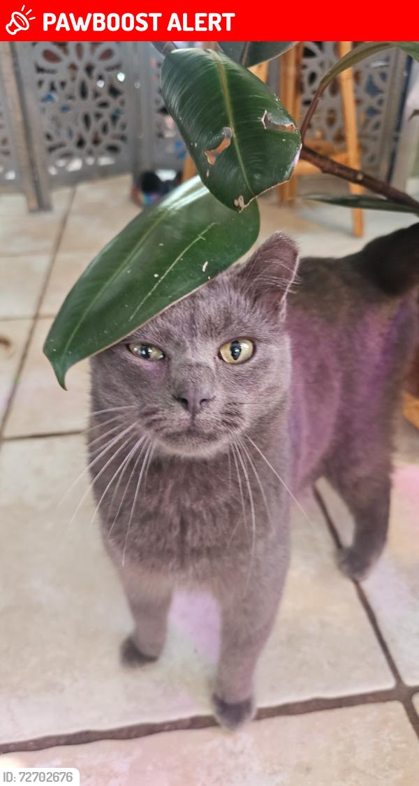 Lost Male Cat last seen Behind Crazy Horse Cafe, Escambia County, FL 32506