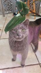 Lost Male Cat last seen Behind Crazy Horse Cafe, Escambia County, FL 32506
