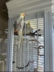Lost Female Bird last seen Dwight and Rosecrans , Compton, CA 90220