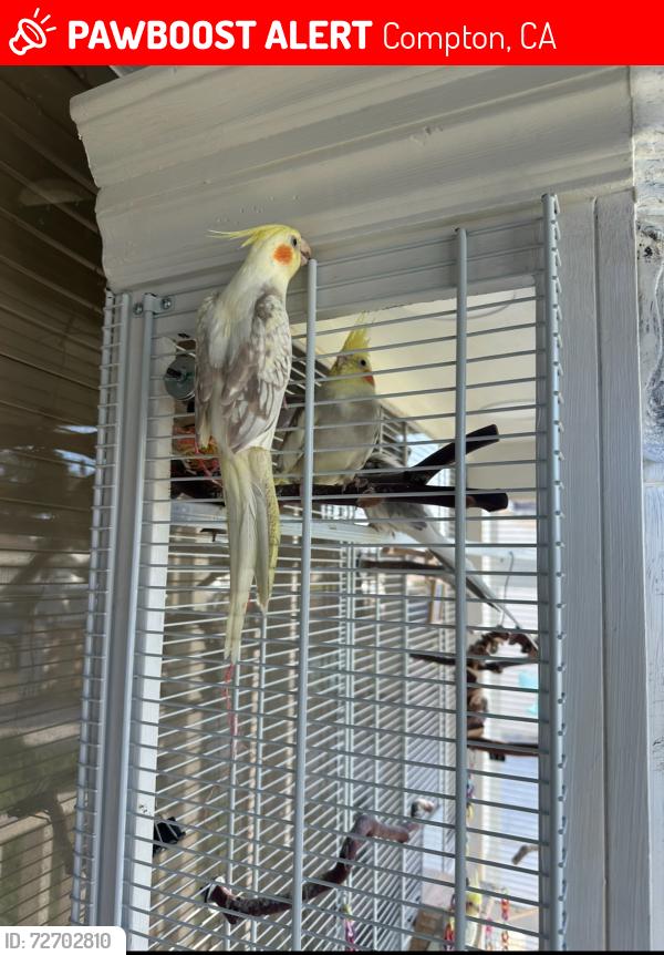 Lost Female Bird last seen Dwight and Rosecrans , Compton, CA 90220