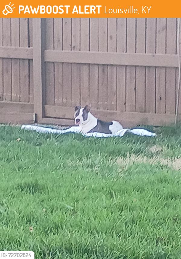 Found/Stray Female Dog last seen Near Farmington ave, Louisville, KY 40209