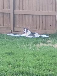 Found/Stray Female Dog last seen Near Farmington ave, Louisville, KY 40209