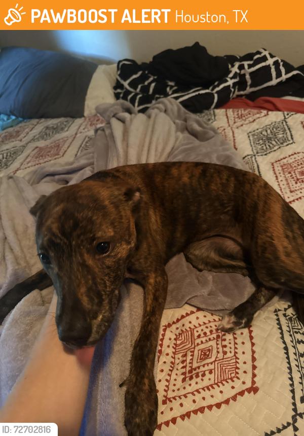 Found/Stray Female Dog last seen Waldemar and kirkwood , Houston, TX 77077