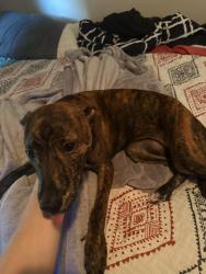 Found/Stray Female Dog last seen Waldemar and kirkwood , Houston, TX 77077