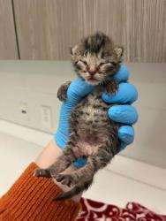 Shelter Stray Male Cat last seen NE Parvin Rd & N Bennington Ave, KCMO, 64117, 64117, MO, Kansas City, MO 64132