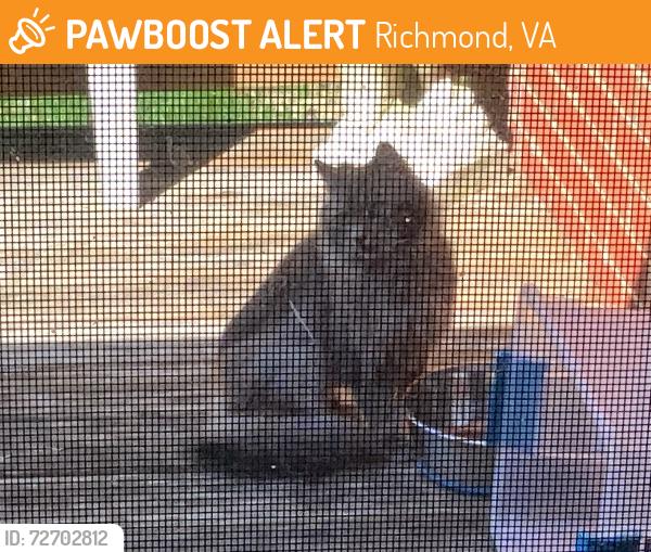 Found/Stray Unknown Cat last seen Chamberlayne Ave, Richmond, VA 23227