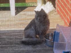 Found/Stray Unknown Cat last seen Chamberlayne Ave, Richmond, VA 23227