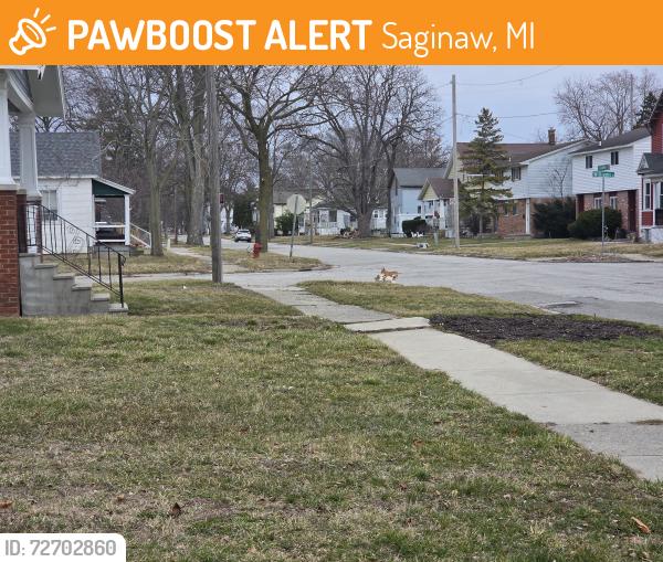 Found/Stray Male Dog last seen S oakley, Saginaw, MI 48602