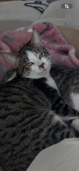 Lost Female Cat last seen Barlina and Saint Andrews, Crystal Lake, IL 60014