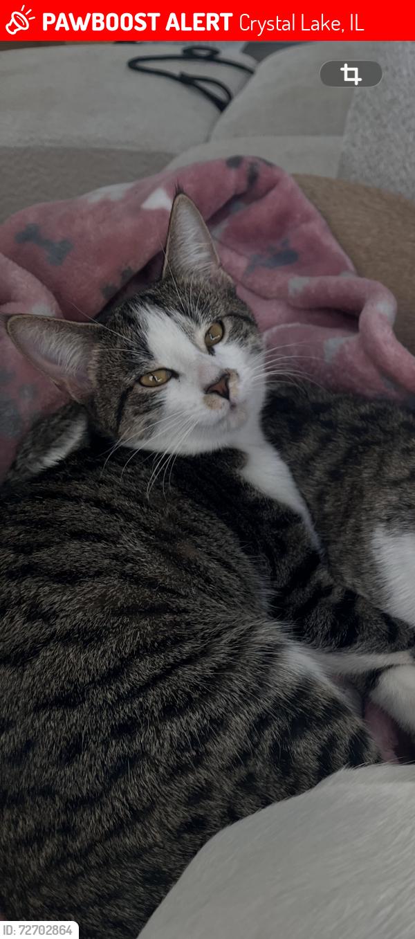 Lost Female Cat last seen Barlina and Saint Andrews, Crystal Lake, IL 60014