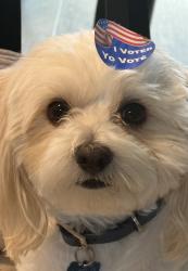Lost Male Dog last seen Fountaingrove Parkway, Santa Rosa, CA 95404