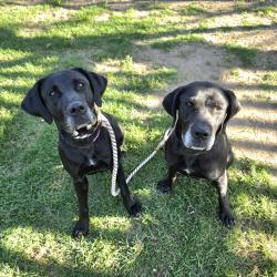 Found/Stray Female Dog last seen Near W 52nd St, Long Beach, CA 90805, Long Beach, CA 90805