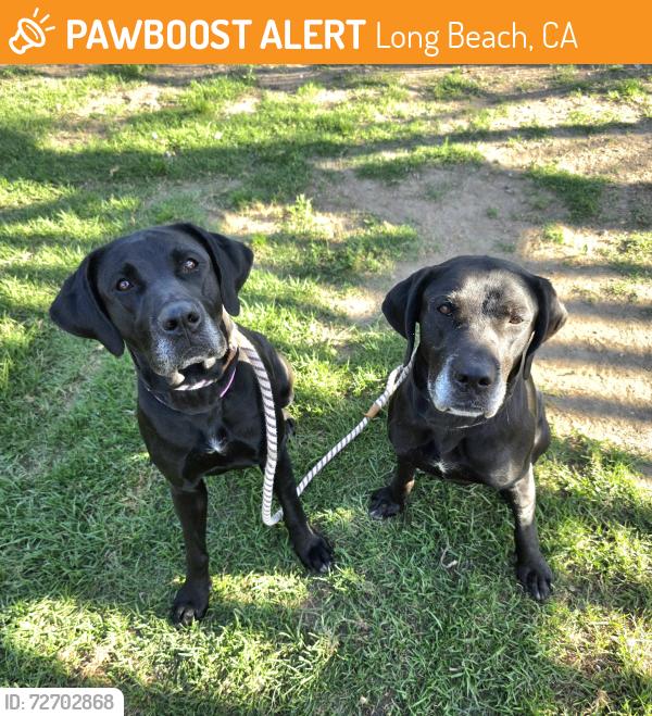 Found/Stray Female Dog last seen Near W 52nd St, Long Beach, CA 90805, Long Beach, CA 90805
