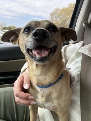 Found/Stray Male Dog last seen Near bridge on bud Arthur , Cowpens, SC 29307