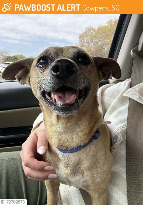 Found/Stray Male Dog last seen Near bridge on bud Arthur , Cowpens, SC 29307
