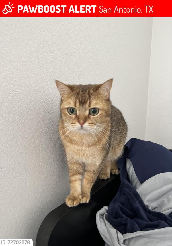Lost Male Cat last seen West Ave and West Bitters RD, San Antonio, TX 78216