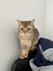 Lost Male Cat last seen West Ave and West Bitters RD, San Antonio, TX 78216