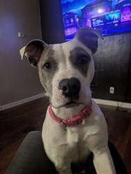 Lost Female Dog last seen Cornell ave and Indianola, Youngstown, OH 44503