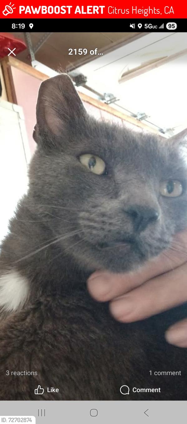 Lost Male Cat last seen Brockwood Way and Annawood Court, Citrus Heights, CA 95621