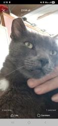 Lost Male Cat last seen Brockwood Way and Annawood Court, Citrus Heights, CA 95621