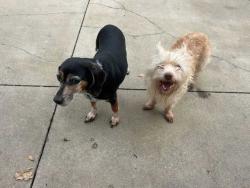 Found/Stray Unknown Dog last seen centerville and northwest hwy canes , Garland, TX 75040