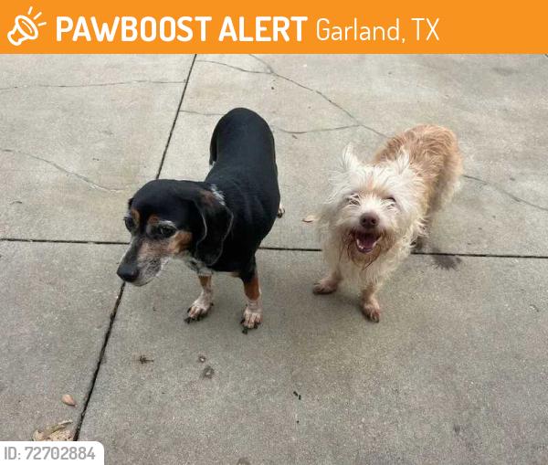 Found/Stray Unknown Dog last seen centerville and northwest hwy canes , Garland, TX 75040
