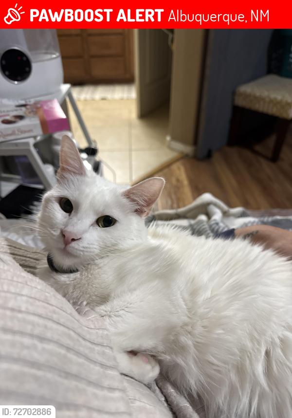 Lost Female Cat last seen Unser and molten rock in montecito ests , Albuquerque, NM 87120